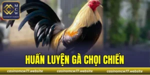 Huấn Luyện Gà Chọi Chiến