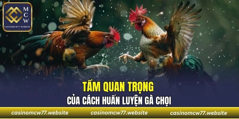 Huấn luyện gà chọi không hề đơn giản