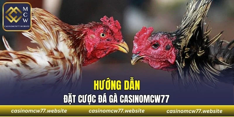 Hướng dẫn các bước đặt cược đá gà đơn giản cho người mới