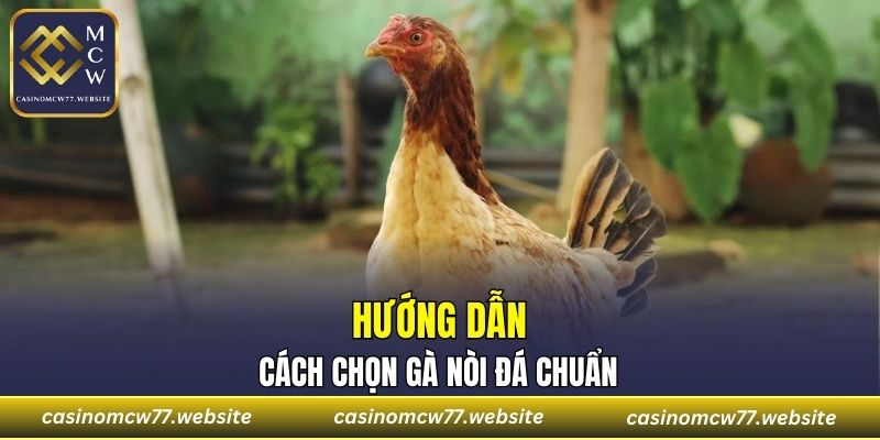 Hướng dẫn cách chọn gà nòi đá chuẩn