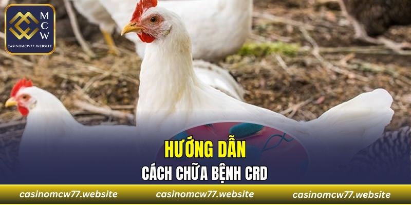 Hướng dẫn cách chữa bệnh CRD