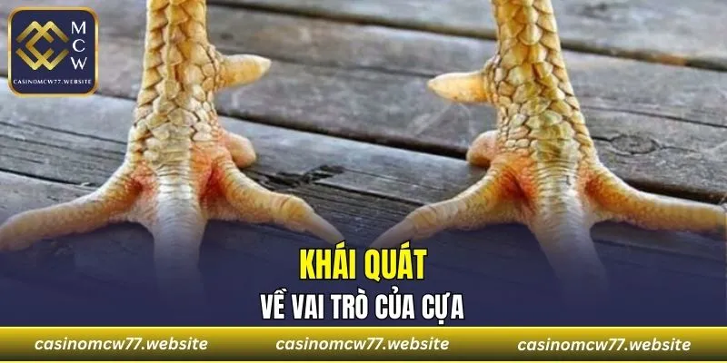 Khái quát về vai trò của cựa
