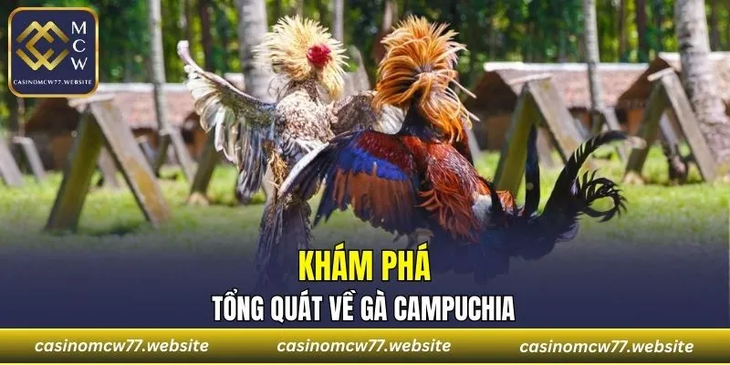Khám phá tổng quát về gà Campuchia