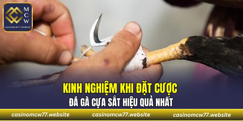 Kinh nghiệm khi đặt cược đá gà cựa sắt hiệu quả nhất