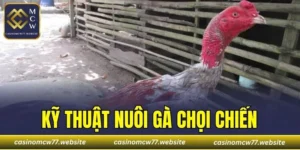 Kỹ Thuật Nuôi Gà Chọi Chiến