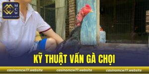 Kỹ Thuật Vần Gà Chọi