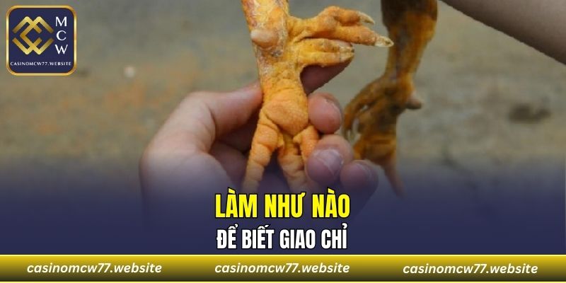 Làm như nào để biết Giao Chỉ