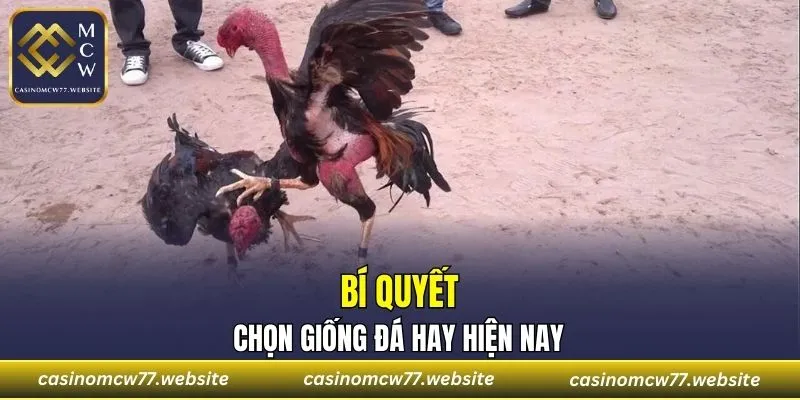Lời khuyên về bí quyết chọn giống gà đá hay