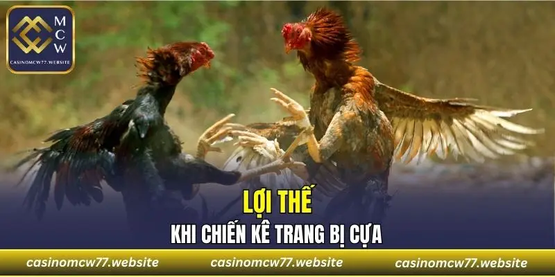 Lợi thế khi chiến kê trang bị cựa