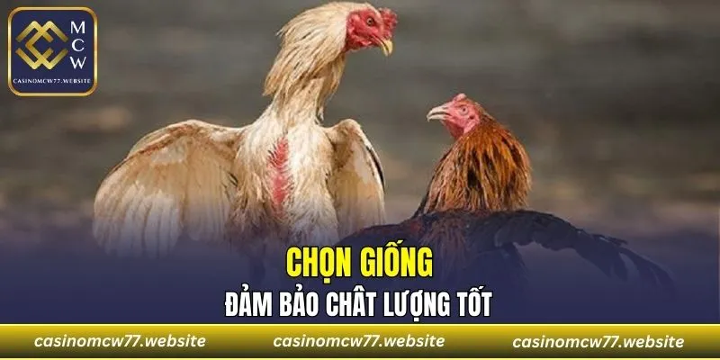 Lựa chọn giống lòi chuẩn