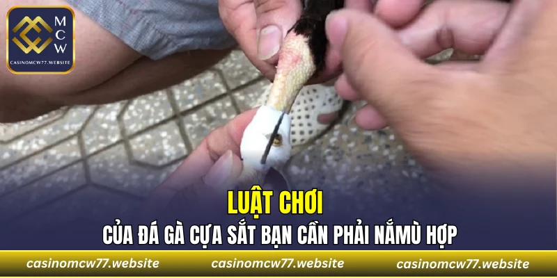 Luật chơi của đá gà cựa sắt bạn cần phải nắm