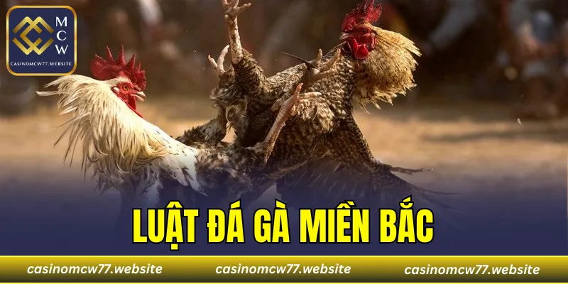 Luật Đá Gà Miền Bắc