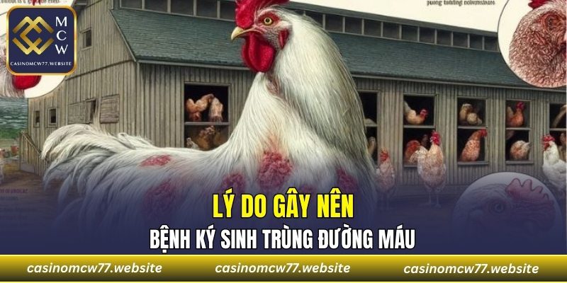 Lý do gây nên bệnh ký sinh trùng đường máu