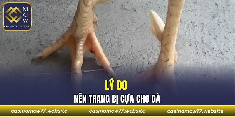 Lý do nên trang bị cựa cho gà
