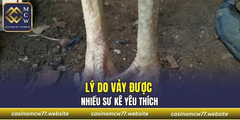Lý do vảy được nhiều sư kê yêu thích