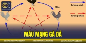 Màu Mạng Gà Đá