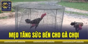 Mẹo Tăng Sức Bền Cho Gà Chọi