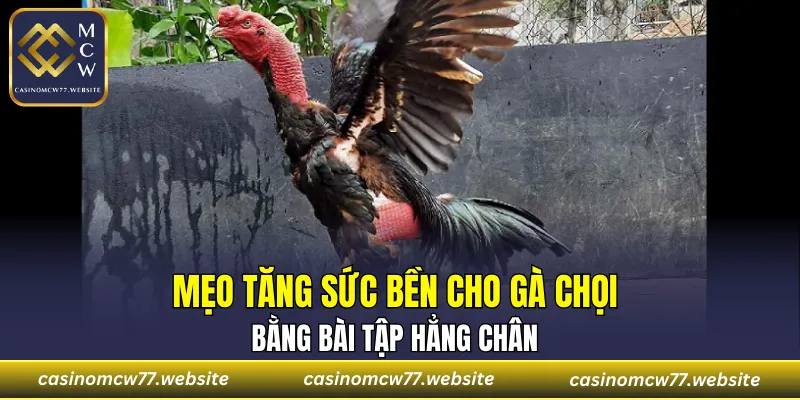 Mẹo tăng sức bền cho gà chọi bằng bài tập hẳng chân