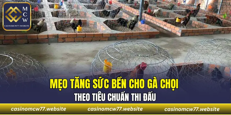 Mẹo tăng sức bền cho gà chọi theo tiêu chuẩn thi đấu