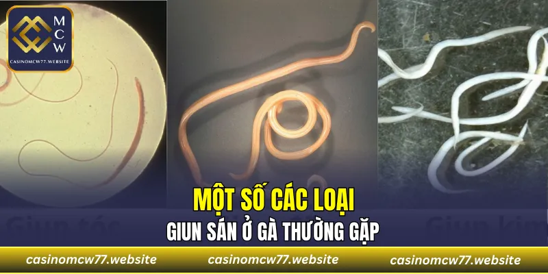Một số các loại giun sán ở gà thường gặp