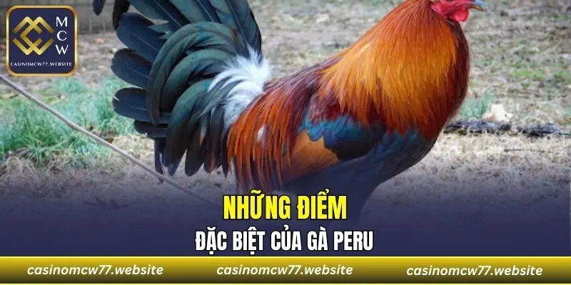 Một số điểm nổi trội đặc biệt của gà Peru
