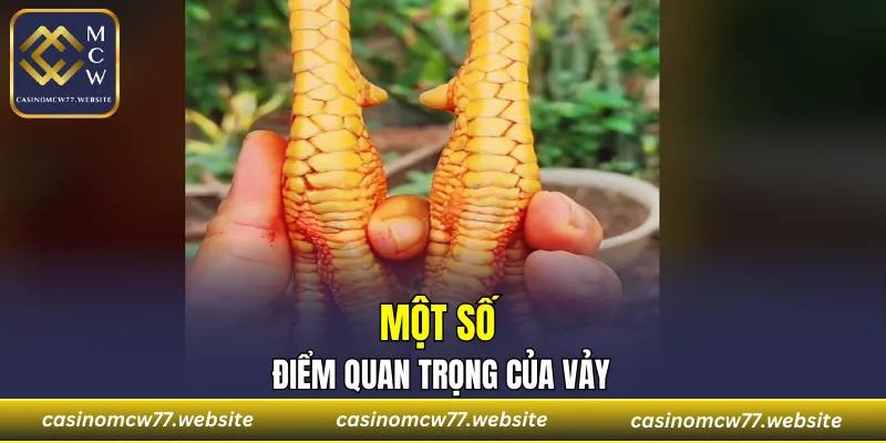 Một số điểm quan trọng của vảy