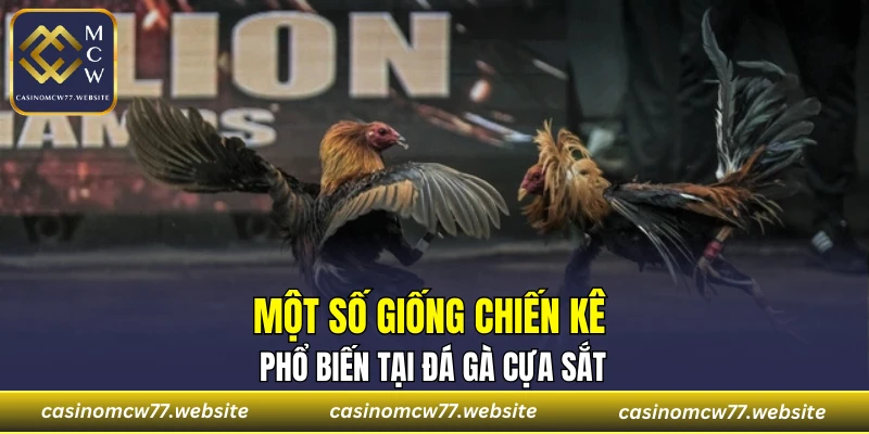 Một số giống chiến kê phổ biến tại đá gà cựa sắt