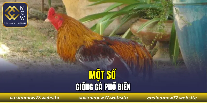 Một số giống gà phổ biến