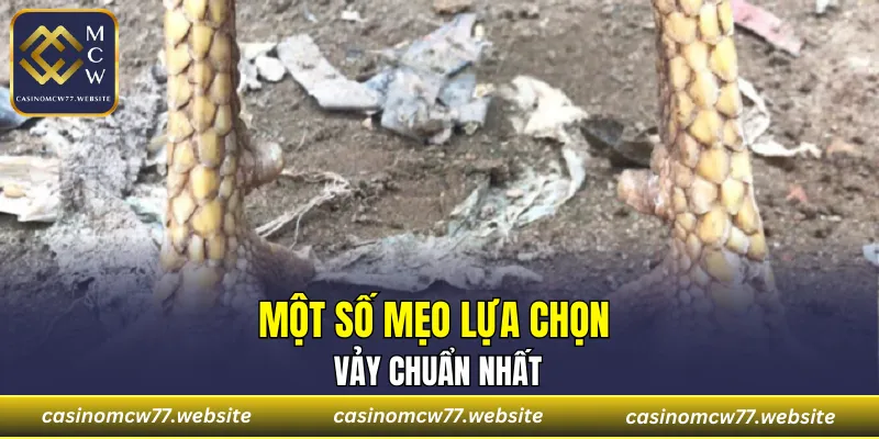 Một số mẹo lựa chọn vảy chuẩn nhất