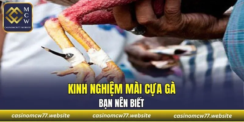 Một số mẹo mài cựa kê chiến bạn nên biết