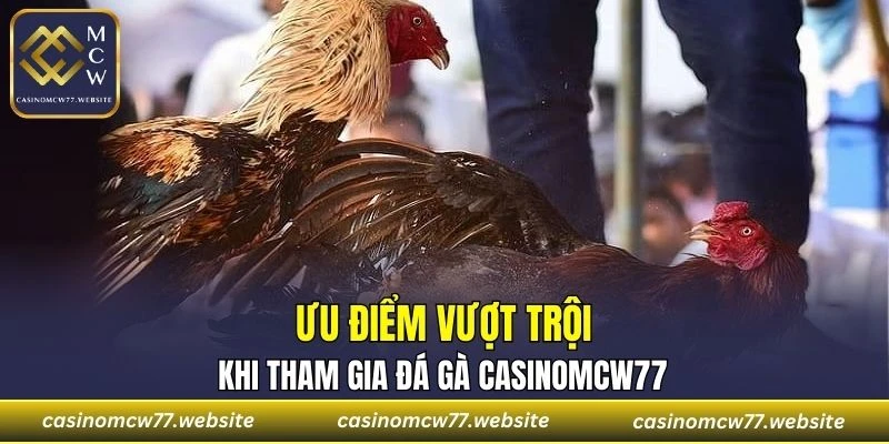 Một số ưu điểm vượt trội khi tham gia đá gà trên nền tảng