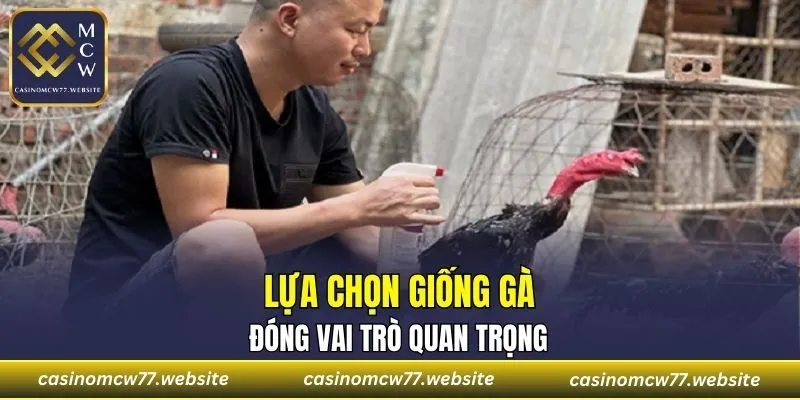 Nên lựa chọn kỹ giống kê chiến trước khi nuôi