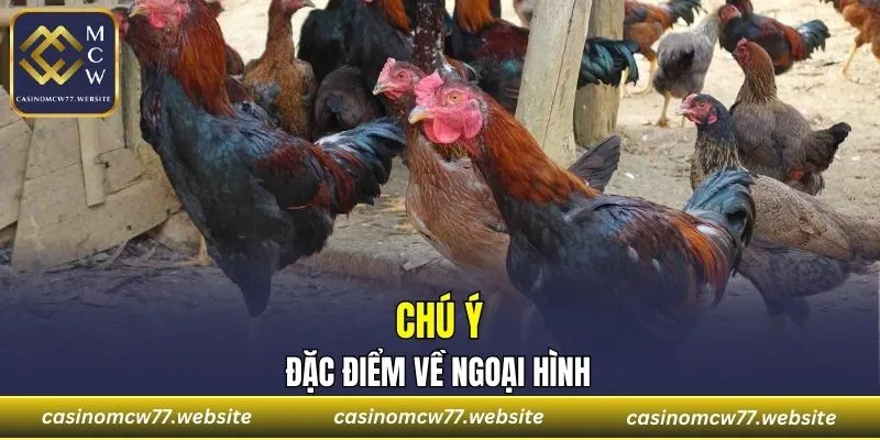 Ngoại hình quyết định chiến thắng