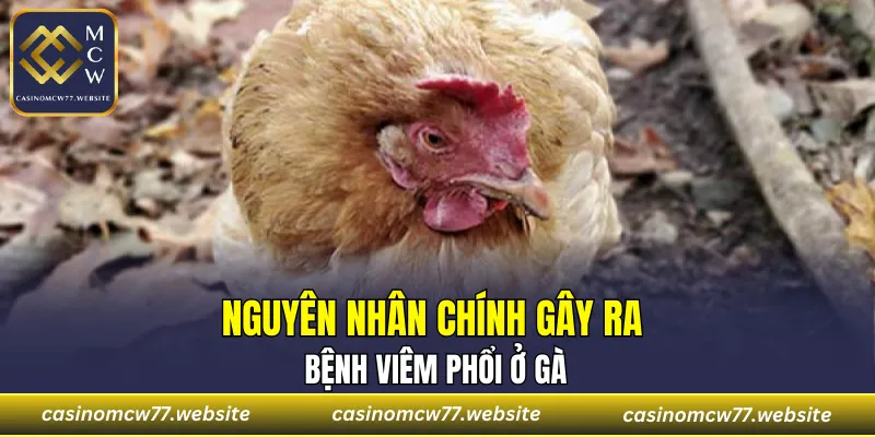 Nguyên nhân chính gây ra bệnh viêm phổi ở gà