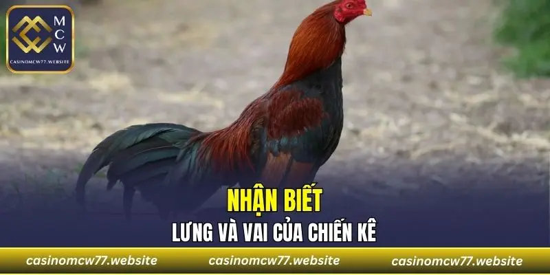 Nhận biết lưng và vai của chiến kê