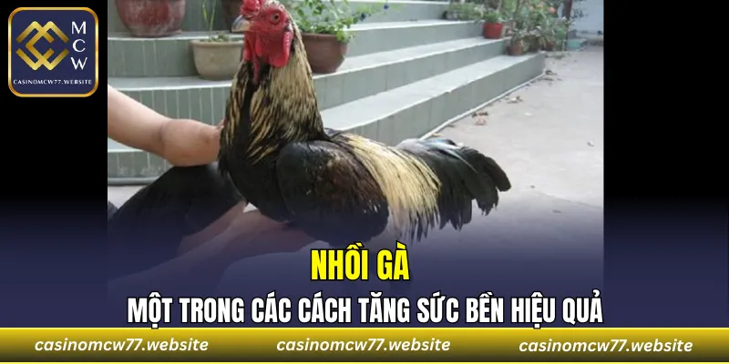 Nhồi gà - một trong các cách tăng sức bền hiệu quả