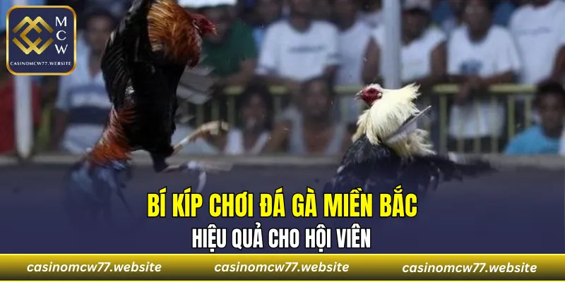 Những bí quyết cá cược đá gà hiệu quả cho player
