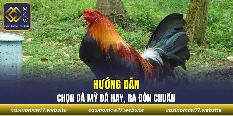 Những cách chọn Gà Mỹ đá hay, đòn chuẩn