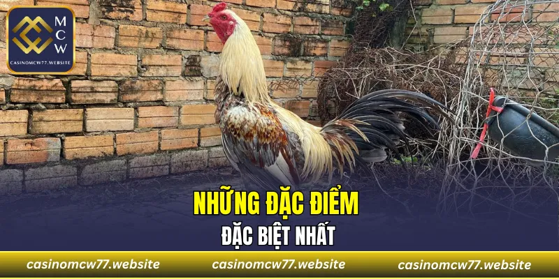 Những đặc điểm đặc biệt nhất
