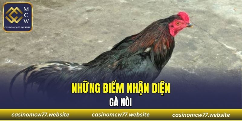 Những điểm nhận diện gà nòi