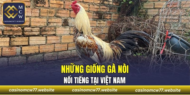 Những giống gà nòi nổi tiếng