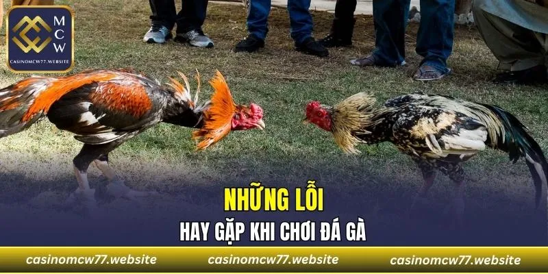 Những lỗi hay gặp khi chơi đá gà
