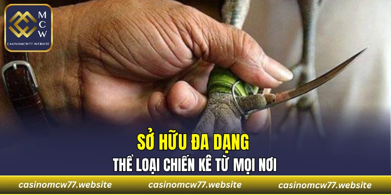Sở hữu đa dạng thể loại chiến kê từ mọi nơi