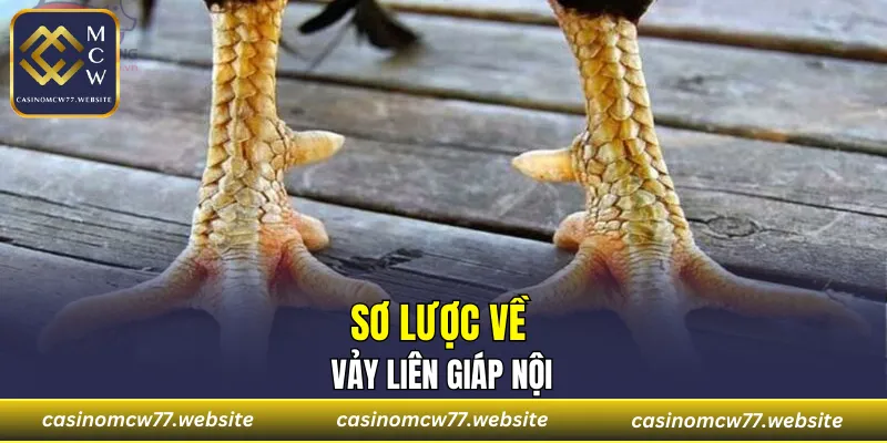 Sơ lược về vảy Liên Giáp Nội