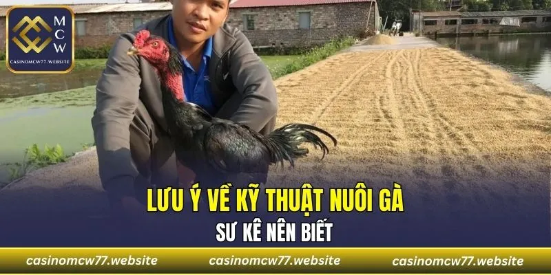 Sư kê nên lưu ý một số điều quan trọng về kỹ thuật nuôi