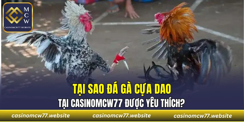 Tại sao đá gà cựa dao tại CASINOMCW77 được yêu thích?