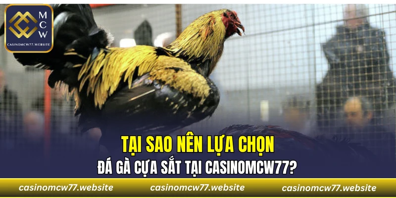 Tại sao nên lựa chọn đá gà cựa sắt tại CASINOMCW77?