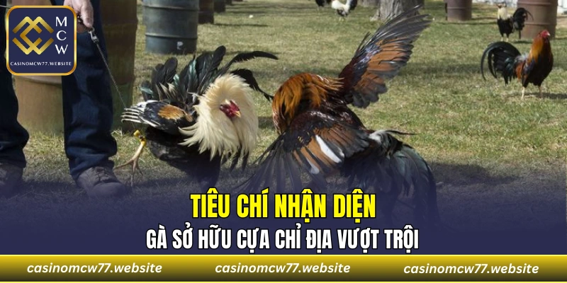 Tiêu chí nhận diện gà sở hữu cựa chỉ địa vượt trội