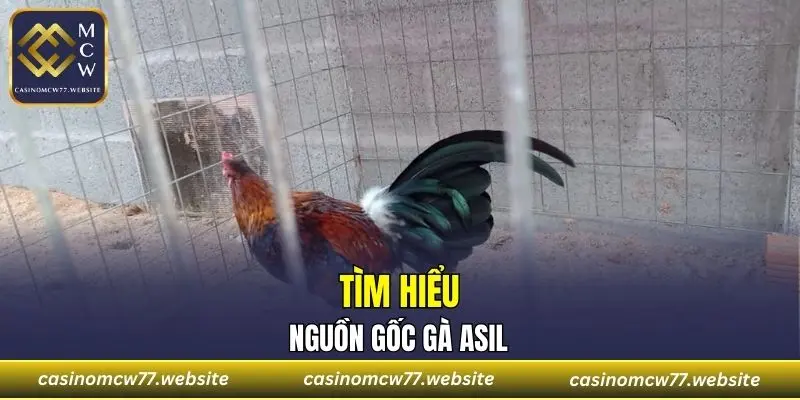 Tìm hiểu chi tiết nguồn gốc gà Asil