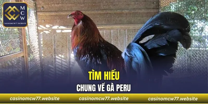 Tìm hiểu chung về Gà Peru
